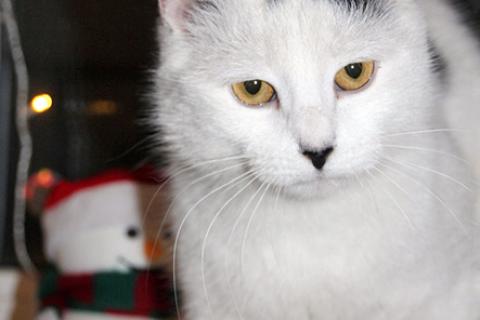 В дар кошку. Самая ласковая в мире, домашняя кошечка-подросток Снежа в добрые . Фото3