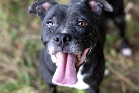 В дар собаку. Стаффордширский терьер Юта — собака-улыбака в дар. Фото2