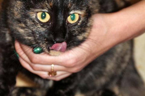 В дар кошку. Инопланетянка Зара, домашняя черепаховая кошечка в добрые руки. Фото2