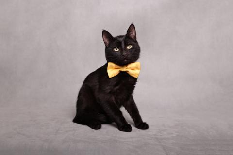 В дар кошку. Котенок черный Степа в добрые руки. Фото4
