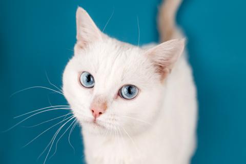 В дар кошку. Белый синеглазый кот Топаз в добрые руки. Фото1
