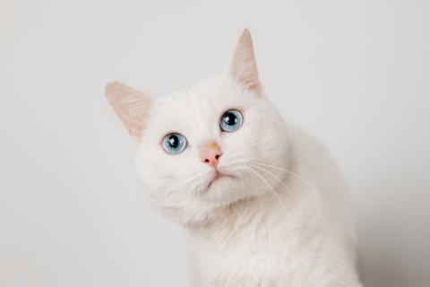 В дар кошку. Белый синеглазый кот Топаз в добрые руки. Фото2