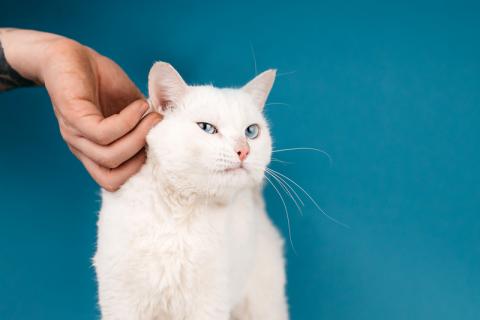 В дар кошку. Белый синеглазый кот Топаз в добрые руки. Фото3