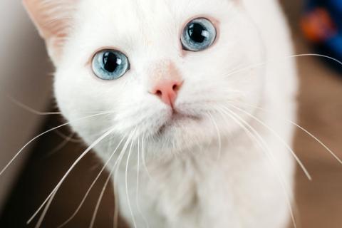 В дар кошку. Белый синеглазый кот Топаз в добрые руки. Фото4
