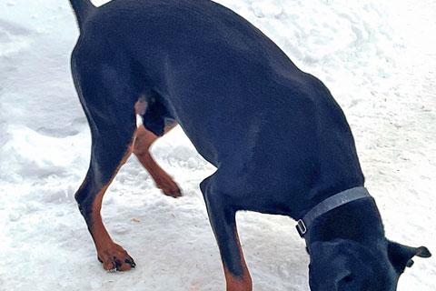 В дар собаку. Молодой домашний пес Гесс породы доберман в добрые руки. Фото2