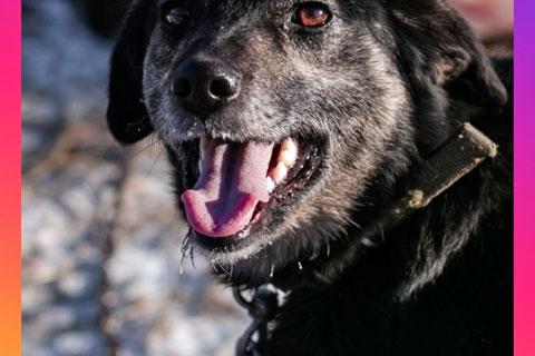 В дар собаку. Ласковое солнышко Агата, добрейшая в мире собака  в добрые руки. Фото1