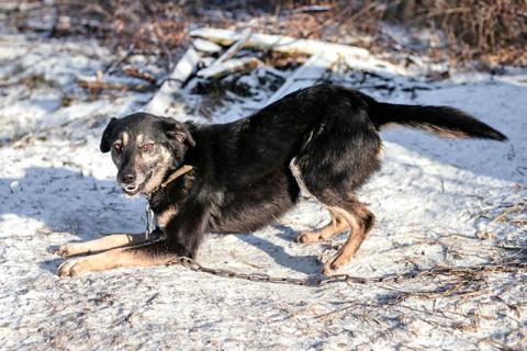В дар собаку. Ласковое солнышко Агата, добрейшая в мире собака  в добрые руки. Фото2