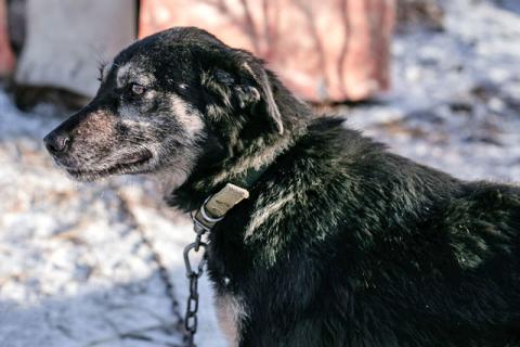 В дар собаку. Ласковое солнышко Агата, добрейшая в мире собака  в добрые руки. Фото4