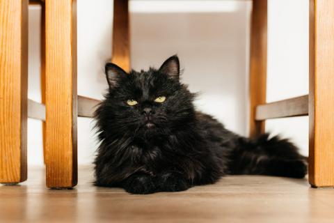 В дар кошку. Черный пушистый кот Гриша в добрые руки. Фото2