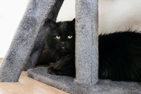 В дар кошку. Черный пушистый кот Гриша в добрые руки. Фото3