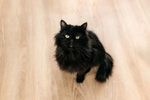 В дар кошку. Черный пушистый кот Гриша в добрые руки. Фото4