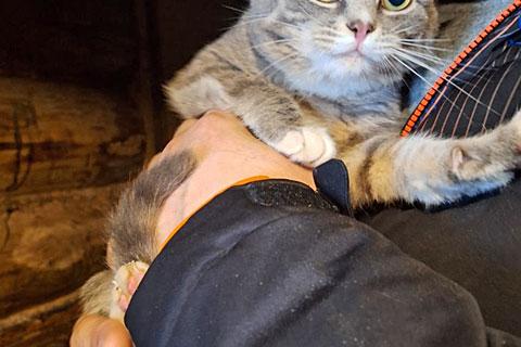 В дар кошку. Ласковый и нежный молодой котик Толик в добрые руки. Фото3