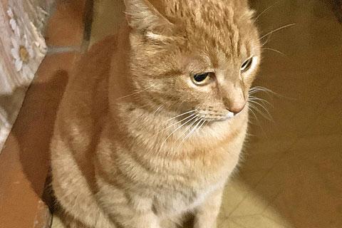 В дар кошку. Рыжее солнышко Арсений, чудесный домашний котик в добрые руки. Фото1