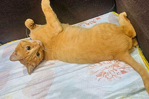 В дар кошку. Рыжее солнышко Арсений, чудесный домашний котик в добрые руки. Фото3