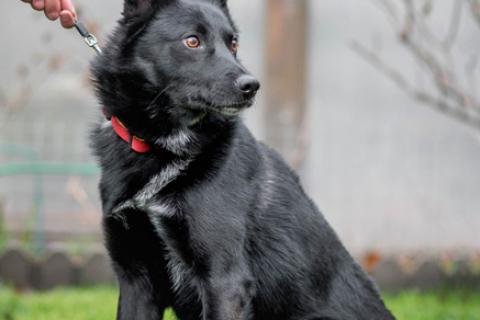 В дар собаку. Черный красавец Эдик, самый верный в мире пес в добрые руки. Фото2