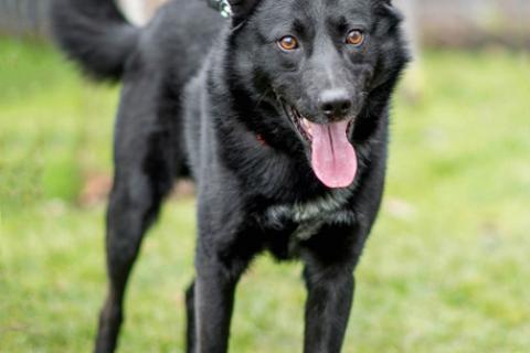В дар собаку. Черный красавец Эдик, самый верный в мире пес в добрые руки. Фото3