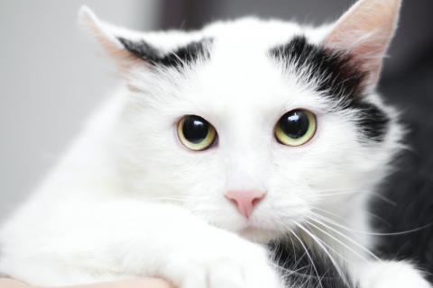 В дар кошку. Белый молодой нежный котик Рошфор в добрые руки. Фото1