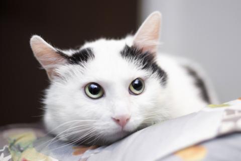 В дар кошку. Белый молодой нежный котик Рошфор в добрые руки. Фото3