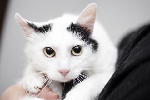 В дар кошку. Белый молодой нежный котик Рошфор в добрые руки. Фото4