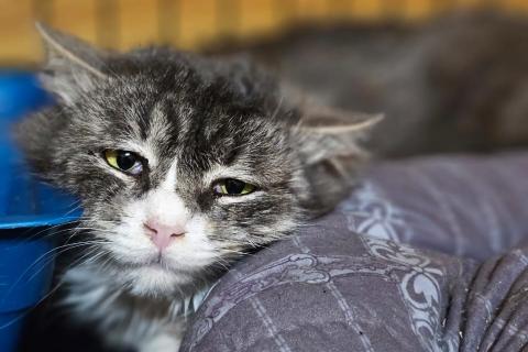 В дар кошку. Ласковый и спокойный пушистый кот Сережа в добрые руки. Фото3