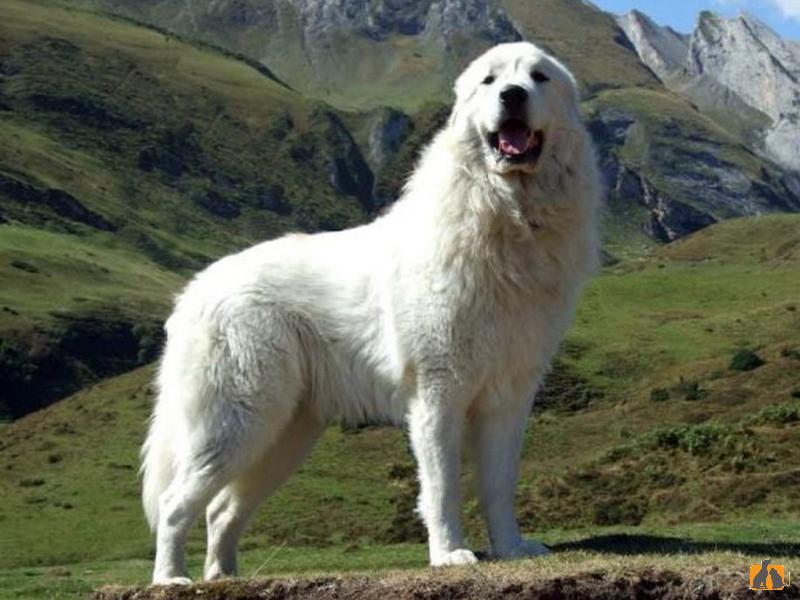 Пиренейская горная собака. Фото1