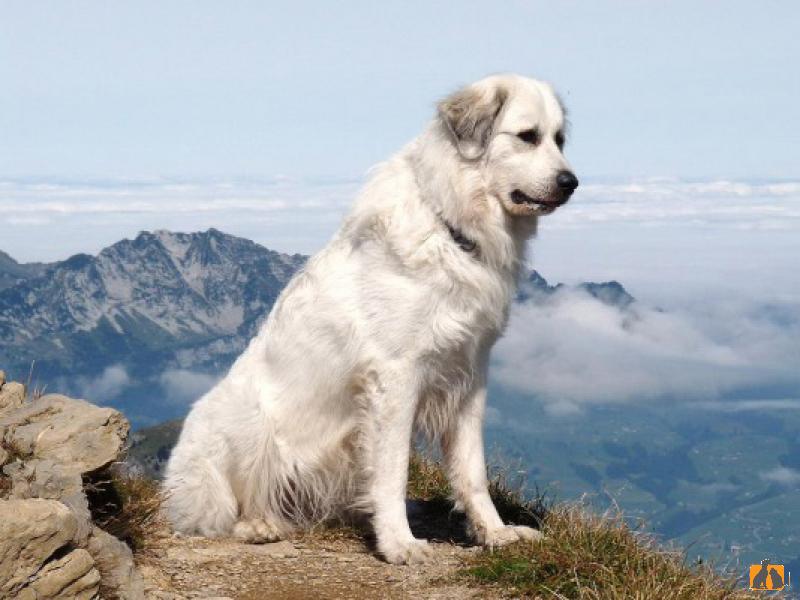 Пиренейская горная собака. Фото3