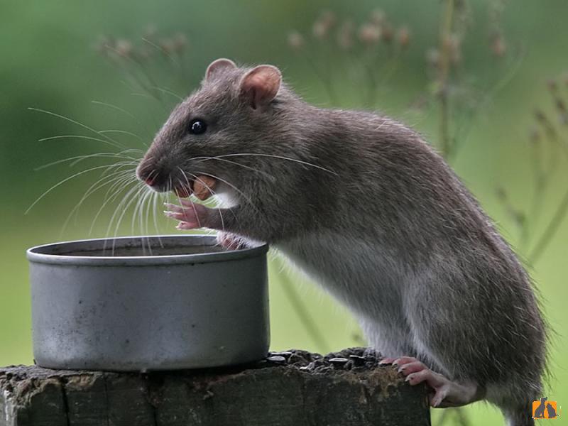 Крыса домашняя. Фото2