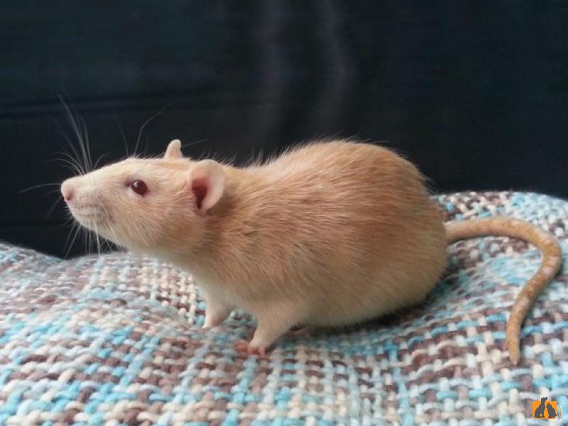 Крыса домашняя. Фото4