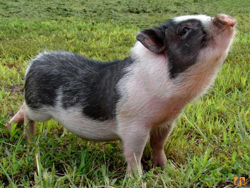 Мини-пиг (карликовая свинка)