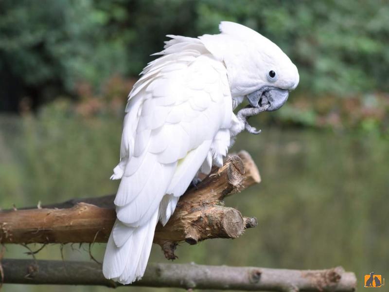 Попугай Какаду. Фото4