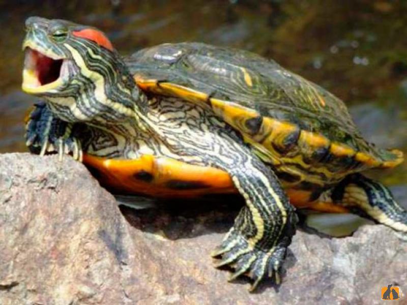 Черепахи красноухие. Фото2