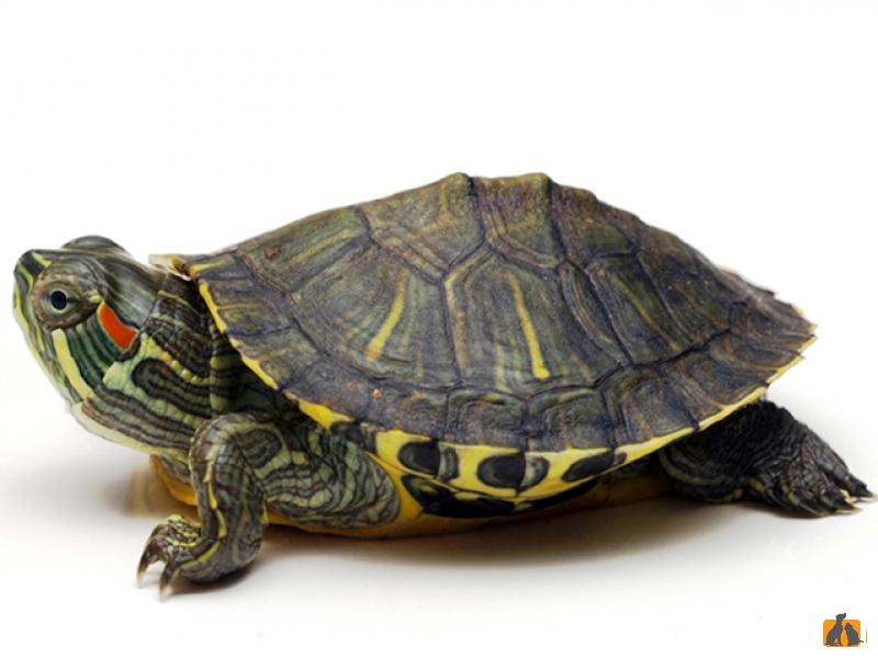 Черепахи красноухие. Фото4