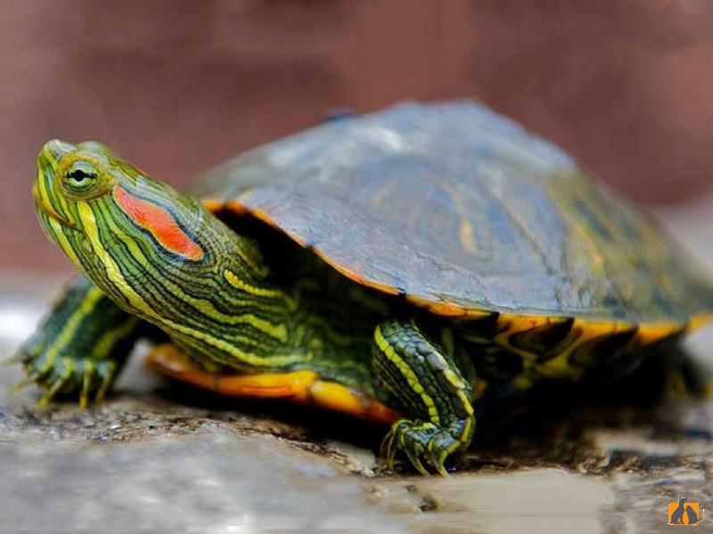 Черепахи красноухие. Фото3