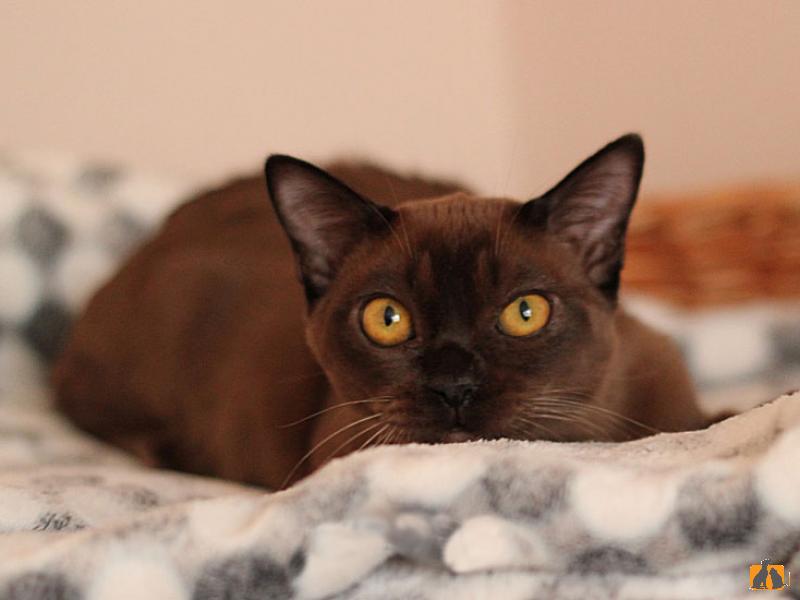 Продаю кошку. Чудесный котик соболиного окраса Бурманской породы из питомника. Фото2