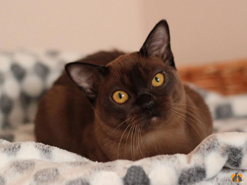 Продаю кошку. Чудесный котик соболиного окраса Бурманской породы из питомника. Фото3