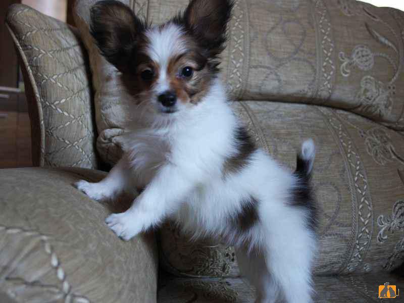 Продаю собаку. Папийон - очаровательный щенок, 2 месяца. Фото2