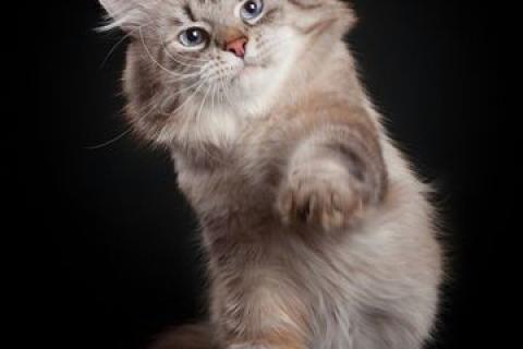 Продаю кошку. Невские маскарадные клубные котятки. Фото3
