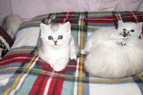 Продаю кошку. Шотландские котята. Фото1