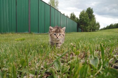 В дар кошку. Кошечка Буся. Фото3