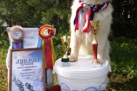 Продаю собаку. Самоеды от Чемпионов выставок и спорта . Фото2