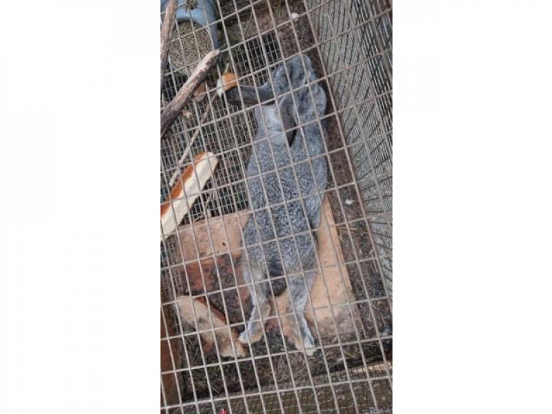 Продаю питомца. Кролик (Советская шиншилла) в городе Москва