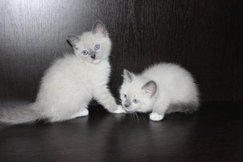 Продаю кошку. Тайские кошечки.. Фото4