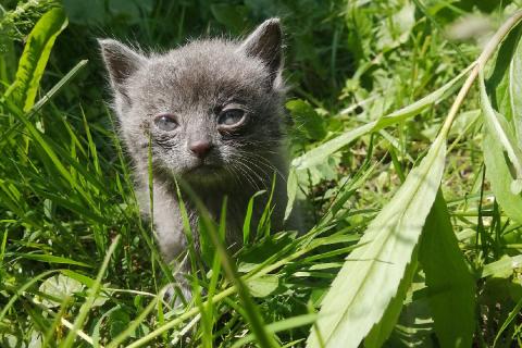 В дар кошку. Котята в хорошие руки. Фото1