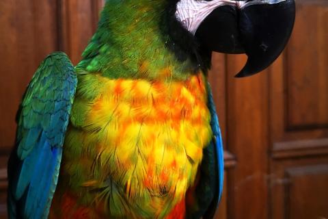 Продаю питомца. Милиголд гибрид попугаев ара - ручные птенцы из питомника . Фото1