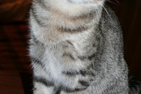 В дар кошку. Юкки - маленький котенок полосатого окраса ищет добрых хозяев. Фото1