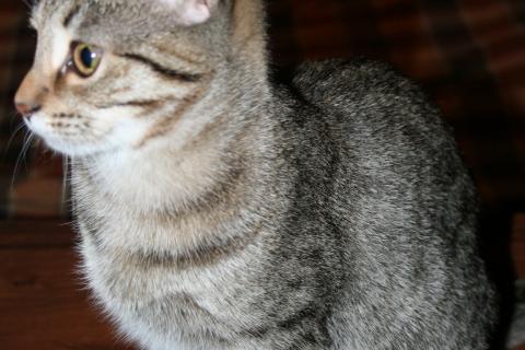 В дар кошку. Юкки - маленький котенок полосатого окраса ищет добрых хозяев. Фото2