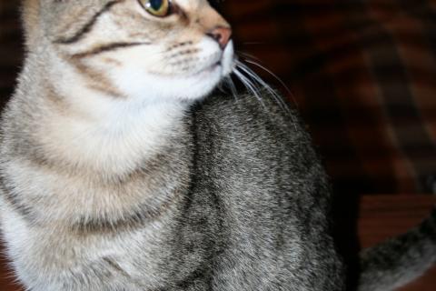 В дар кошку. Юкки - маленький котенок полосатого окраса ищет добрых хозяев. Фото3