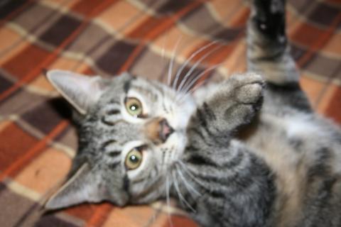 В дар кошку. Финн - полосатый котенок в добрые руки. Фото3