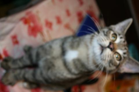 В дар кошку. Финн - полосатый котенок в добрые руки. Фото4