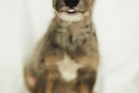 В дар собаку. Аляска - терьеристый щеночек в дар. Фото4